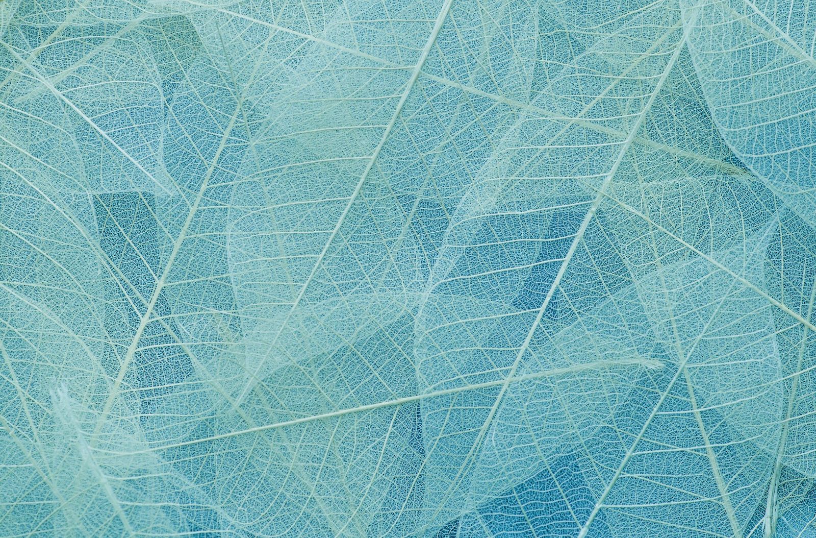 The image shows a pattern of translucent, overlapping leaves with visible veins on a blue background, creating a delicate and intricate design.