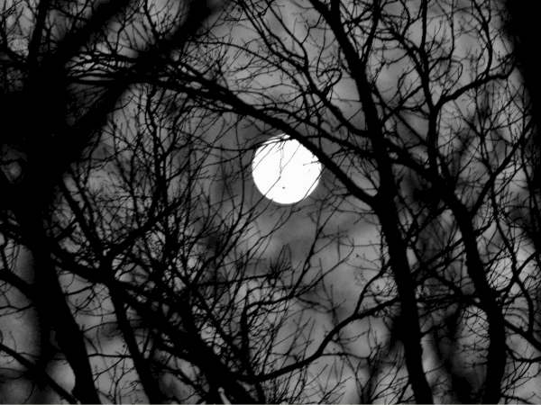A bright full moon peeks through bare, leafless tree branches in a dark, monochrome night sky.